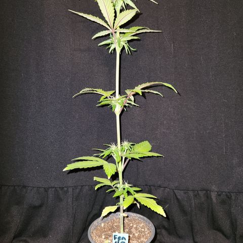 E-M Seeds Auto Reg (run #1) Female #08 growlog timeline photo