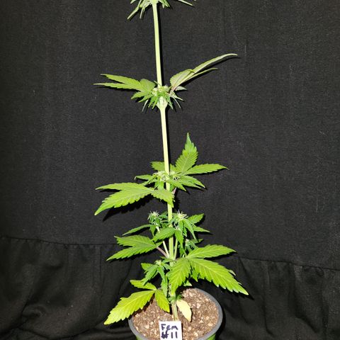 E-M Seeds Auto Reg (run #1) Female #11 growlog timeline photo