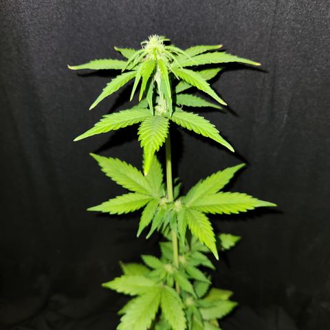 E-M Seeds Auto Reg (run #1) Female #11 growlog timeline photo