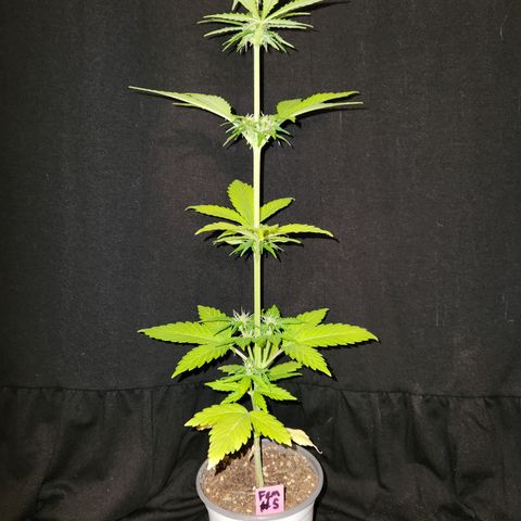 E-M Seeds Auto Reg (run #1) Female #05 growlog timeline photo