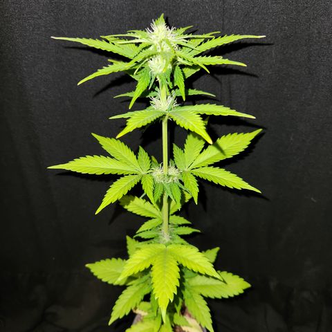 E-M Seeds Auto Reg (run #1) Female #05 growlog timeline photo