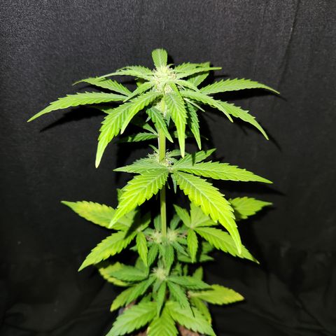 E-M Seeds Auto Reg (run #1) Female #07 growlog timeline photo