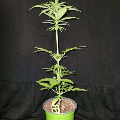 E-M Seeds Auto Reg (run #1) Female #07 growlog timeline photo