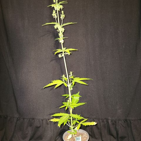 E-M Seeds Auto Reg (run #1) Male #2 growlog timeline photo