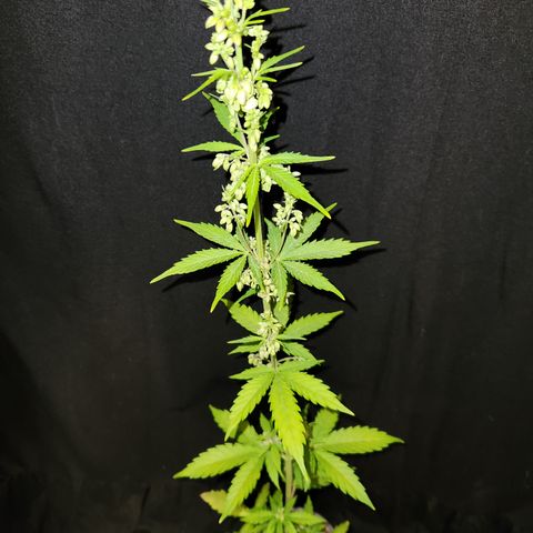 E-M Seeds Auto Reg (run #1) Male #2 growlog timeline photo