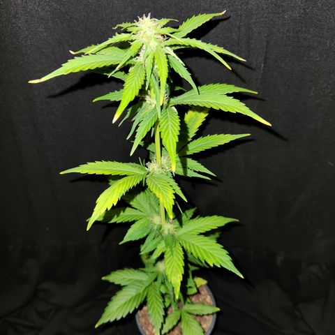 E-M Seeds Auto Reg (run #1) Female #03 growlog timeline photo