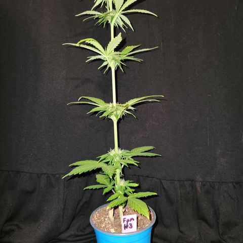 E-M Seeds Auto Reg (run #1) Female #03 growlog timeline photo