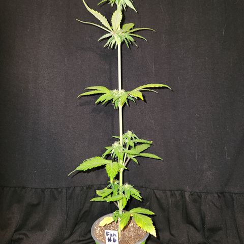 E-M Seeds Auto Reg (run #1) Female #06 growlog timeline photo