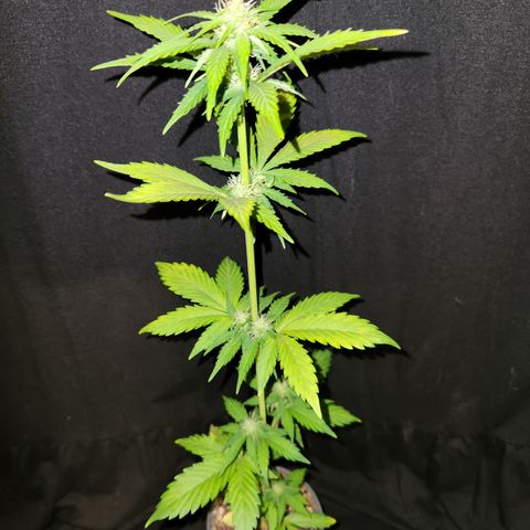 E-M Seeds Auto Reg (run #1) Female #06 growlog timeline photo