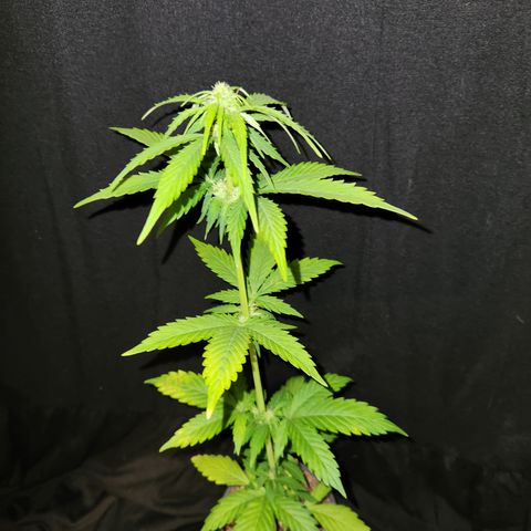 E-M Seeds Auto Reg (run #1) Female #10 growlog timeline photo