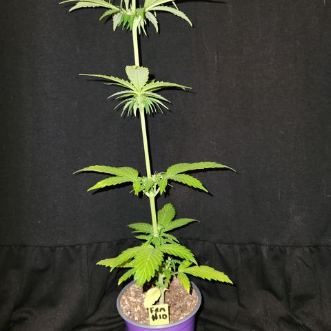 E-M Seeds Auto Reg (run #1) Female #10 growlog timeline photo