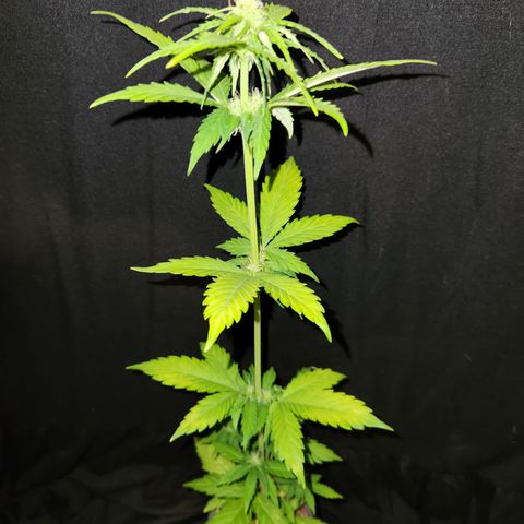 E-M Seeds Auto Reg (run #1) Female #09 growlog timeline photo