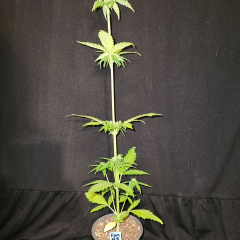 E-M Seeds Auto Reg (run #1) Female #09 growlog timeline photo