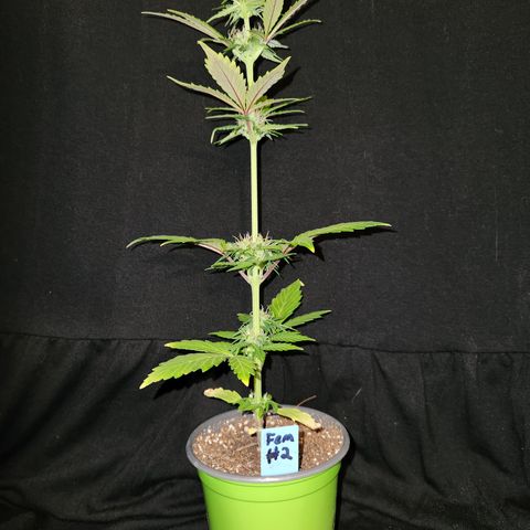 E-M Seeds Auto Reg (run #1) Female #02 growlog timeline photo