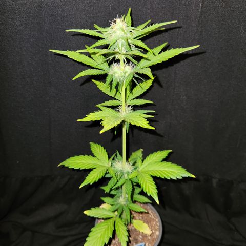 E-M Seeds Auto Reg (run #1) Female #02 growlog timeline photo