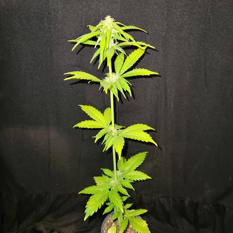 E-M Seeds Auto Reg (run #1) Female #01 growlog timeline photo