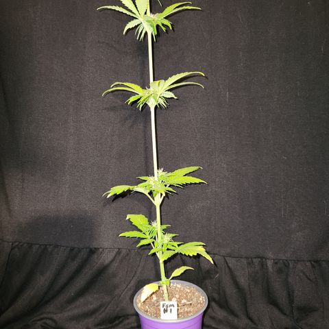 E-M Seeds Auto Reg (run #1) Female #01 growlog timeline photo