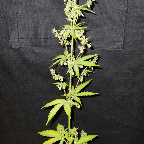 E-M Seeds Auto Reg (run #1) Male #2 growlog timeline photo
