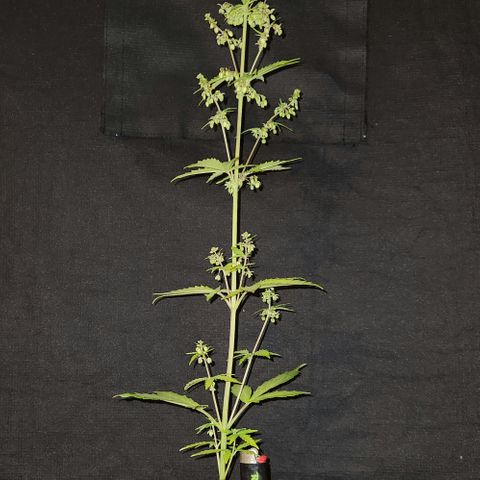 E-M Seeds Auto Reg (run #1) Male #2 growlog timeline photo