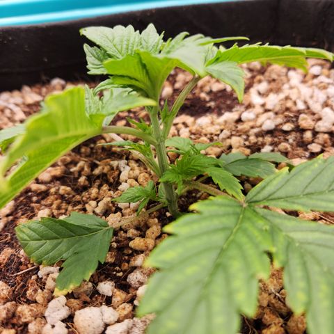 GDB F2 auto growlog timeline photo