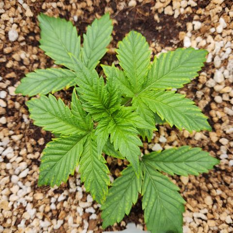 GDB F2 auto growlog timeline photo