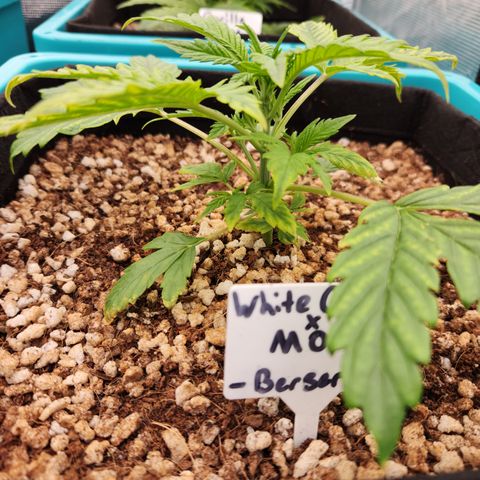 White Crack × Marathon OG auto growlog timeline photo