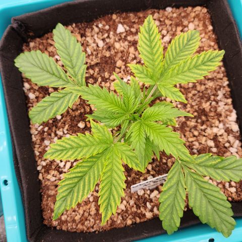 White Crack × Marathon OG auto growlog timeline photo