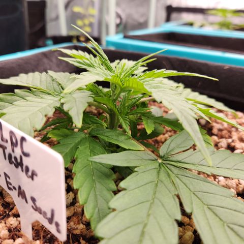LPC auto tester growlog timeline photo