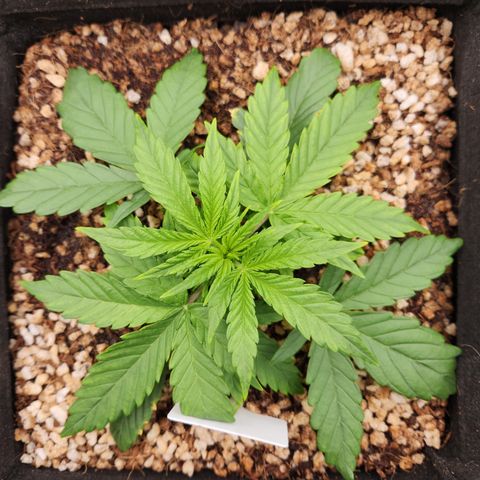 LPC auto tester growlog timeline photo