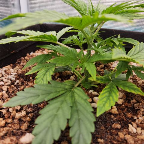 Gorilla Glue auto growlog timeline photo
