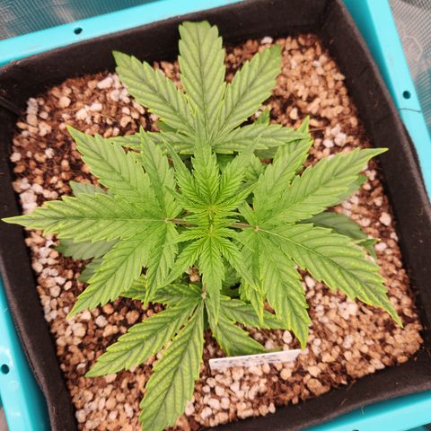 Gorilla Glue auto growlog timeline photo
