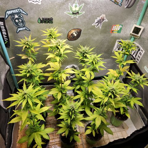E-M Seeds Auto Reg (run #1) Female #02 growlog timeline photo
