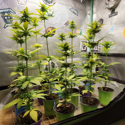 E-M Seeds Auto Reg (run #1) Female #02 growlog timeline photo