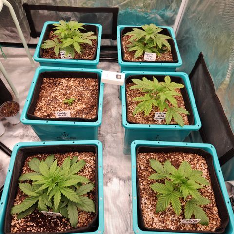 Gorilla Glue auto growlog timeline photo