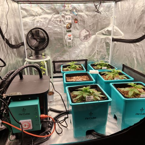 Gorilla Glue auto growlog timeline photo