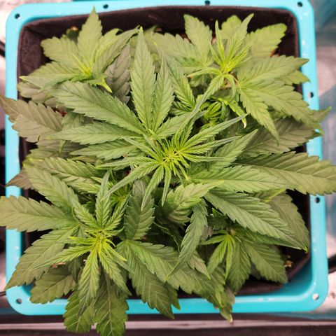 LPC auto tester growlog timeline photo