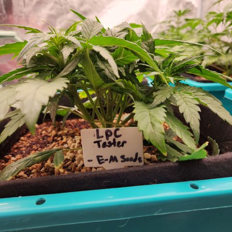 LPC auto tester growlog timeline photo