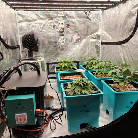 Gorilla Glue auto growlog timeline photo