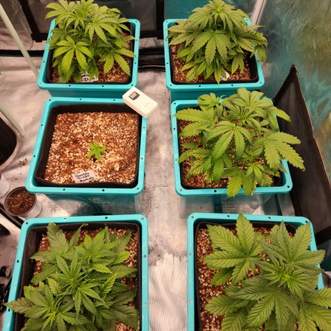 Gorilla Glue auto growlog timeline photo