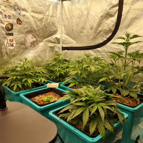 Gorilla Glue auto growlog timeline photo