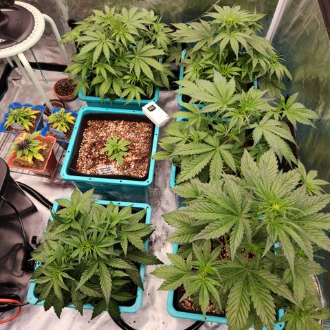 Gorilla Glue auto growlog timeline photo