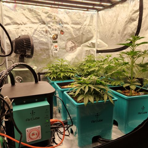Gorilla Glue auto growlog timeline photo