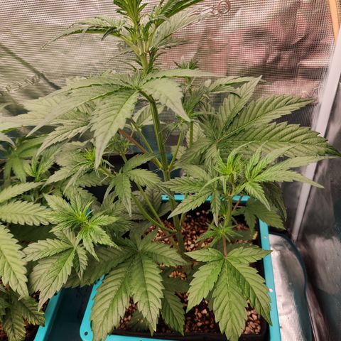 GDB F2 auto growlog timeline photo