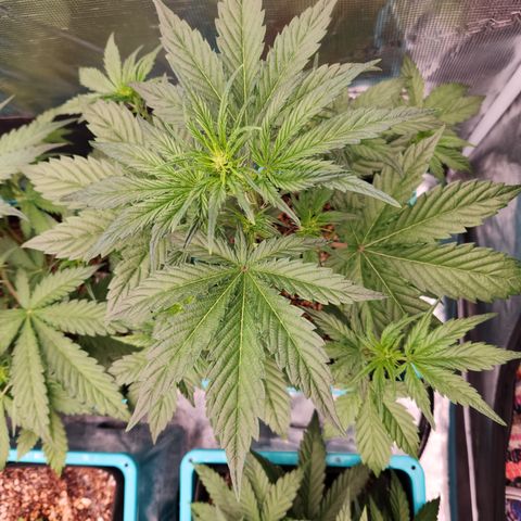 GDB F2 auto growlog timeline photo