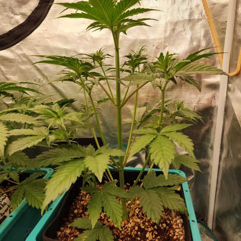 GDB F2 auto growlog timeline photo