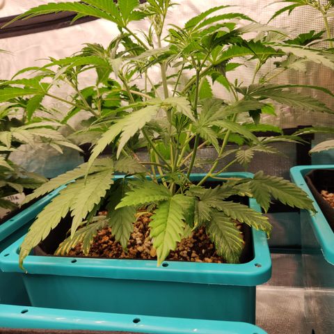 White Crack × Marathon OG auto growlog timeline photo