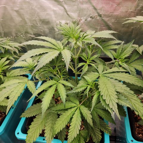 White Crack × Marathon OG auto growlog timeline photo