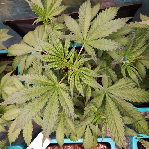 White Crack × Marathon OG auto growlog timeline photo