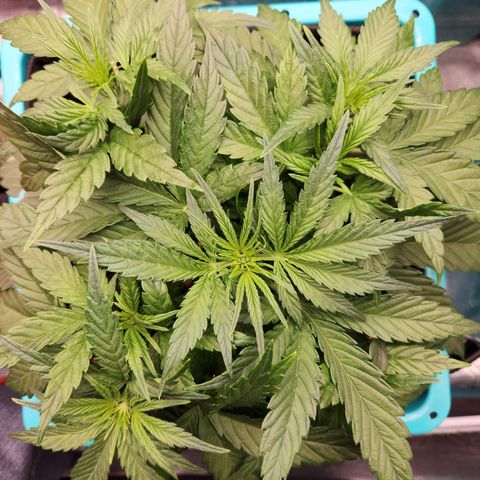 LPC auto tester growlog timeline photo