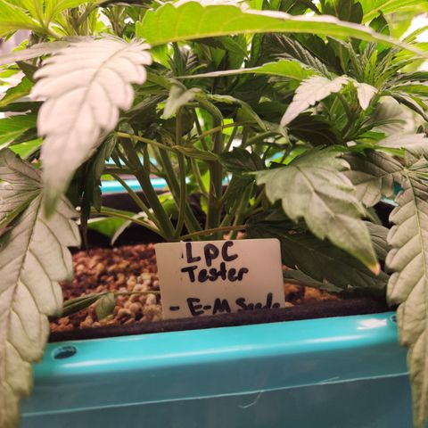 LPC auto tester growlog timeline photo